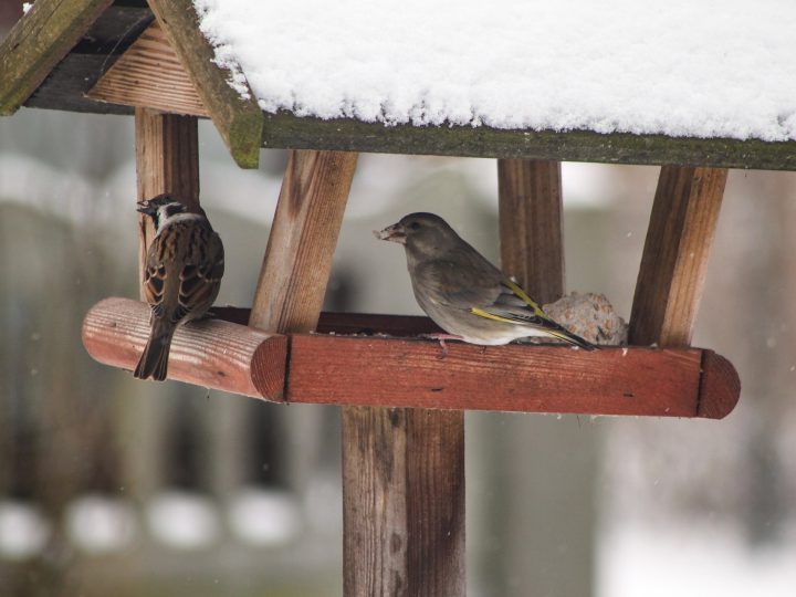 Musta maa ja pimeä ilta Lohjalla: asiantuntija muistuttaa, milloin talviruokinta kannattaa aloittaa