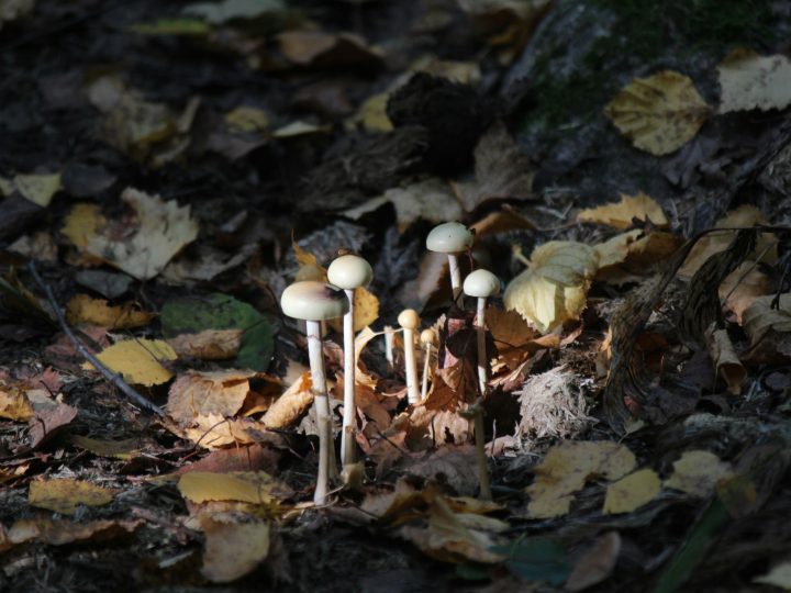 Lohjan uutiskatsaus 3.–9.12.2029: strategia 2030 hyväksyttiin, keskusta uudistuu ja poliisi tutkii murtoaaltoa – 10 poimintaa