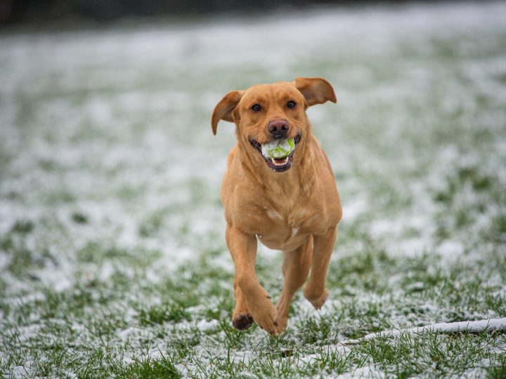 Kesolan tilalla hiottiin noutajien työskentelyä – Lohjan treenipäivä oli ennakkoon loppuunmyyty