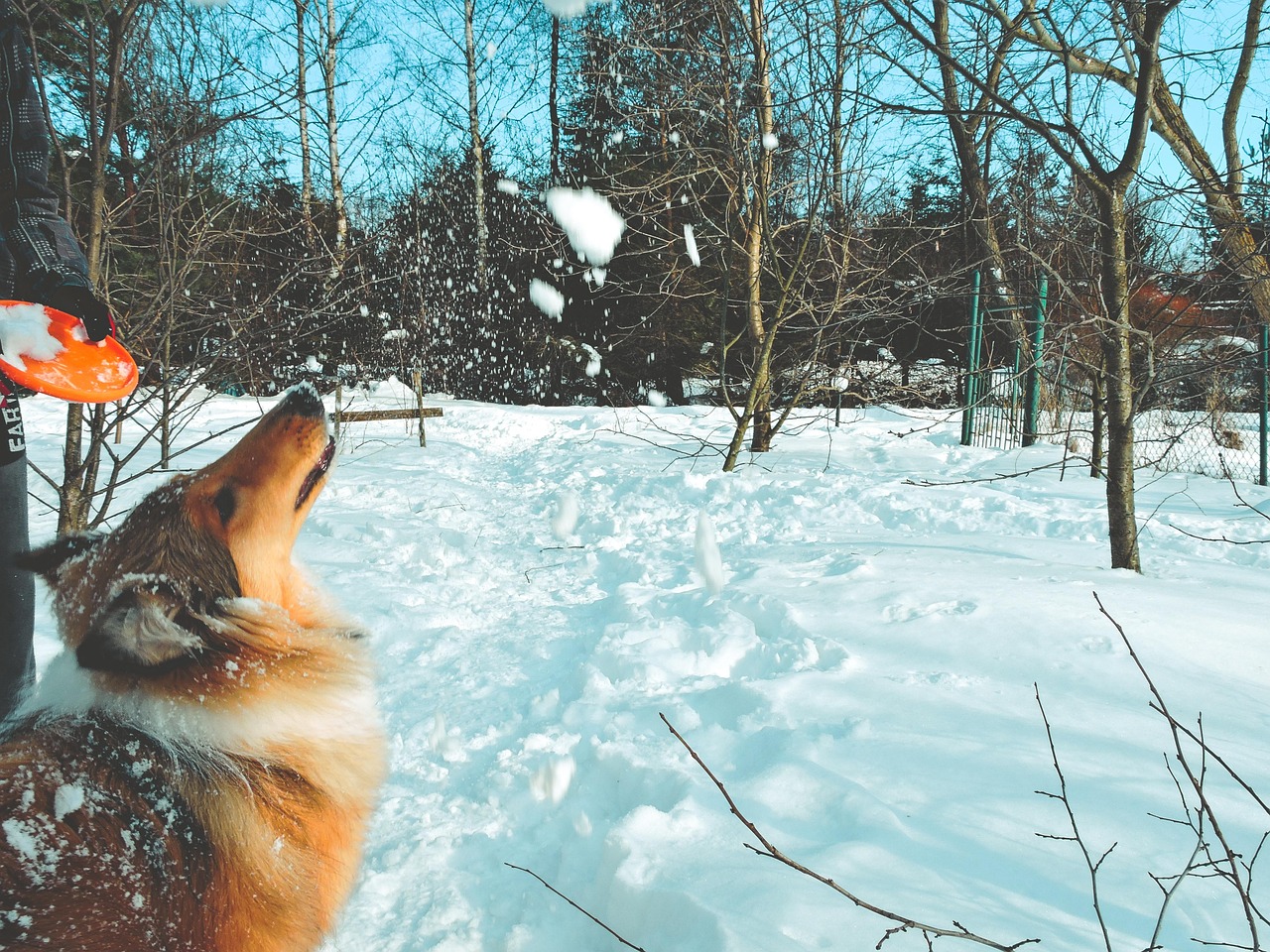 Lohjan menovinkit 28.1.2026: Dogheal, Kino Vaakuna, jäähalli ja iltamenot – 10 poimintaa