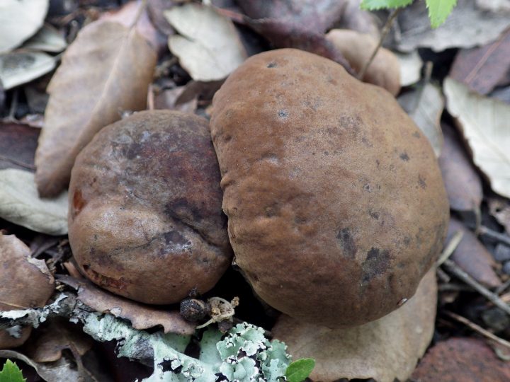 Pikkuväkeä aiheuttava sieni puhuttaa maailmalla – Lohjalla korostuu sama vanha sääntö: tunnista ennen kuin syöt