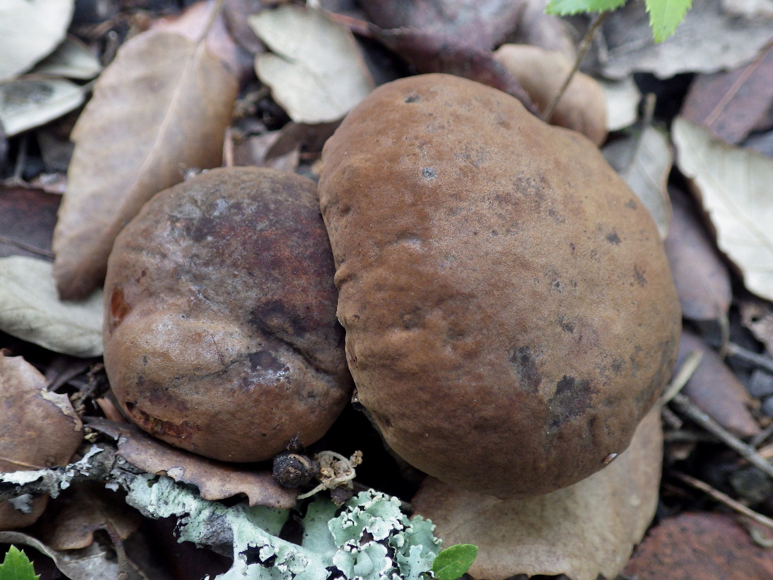 Pikkuväkeä aiheuttava sieni puhuttaa maailmalla – Lohjalla korostuu sama vanha sääntö: tunnista ennen kuin syöt