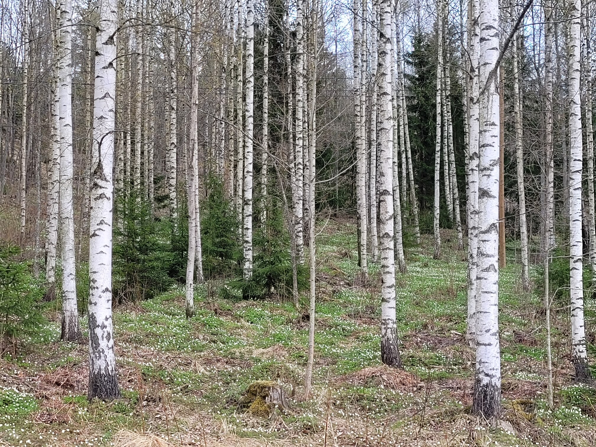 THL:n viesti sopii Lohjalle hyvin: puut eivät ole vain maisemaa vaan terveyttä