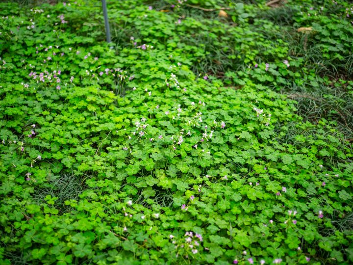 Lohjan suojelualueilla avattiin tie monivuotiselle vieraskasvien torjunnalle