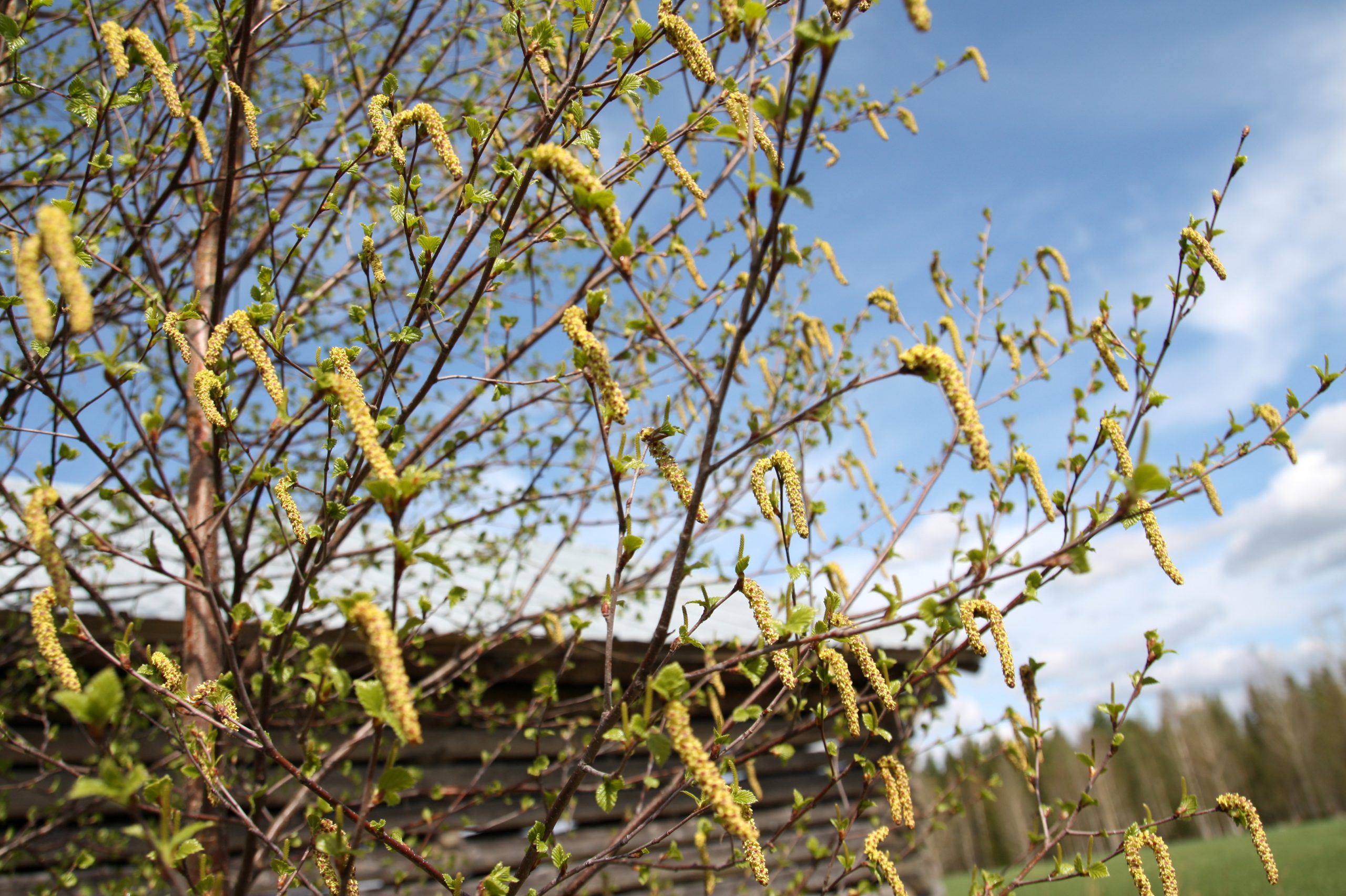 Kevät tuntui Lohjalla 21.3.2026 – lauha sää jatkuu myös sunnuntaina