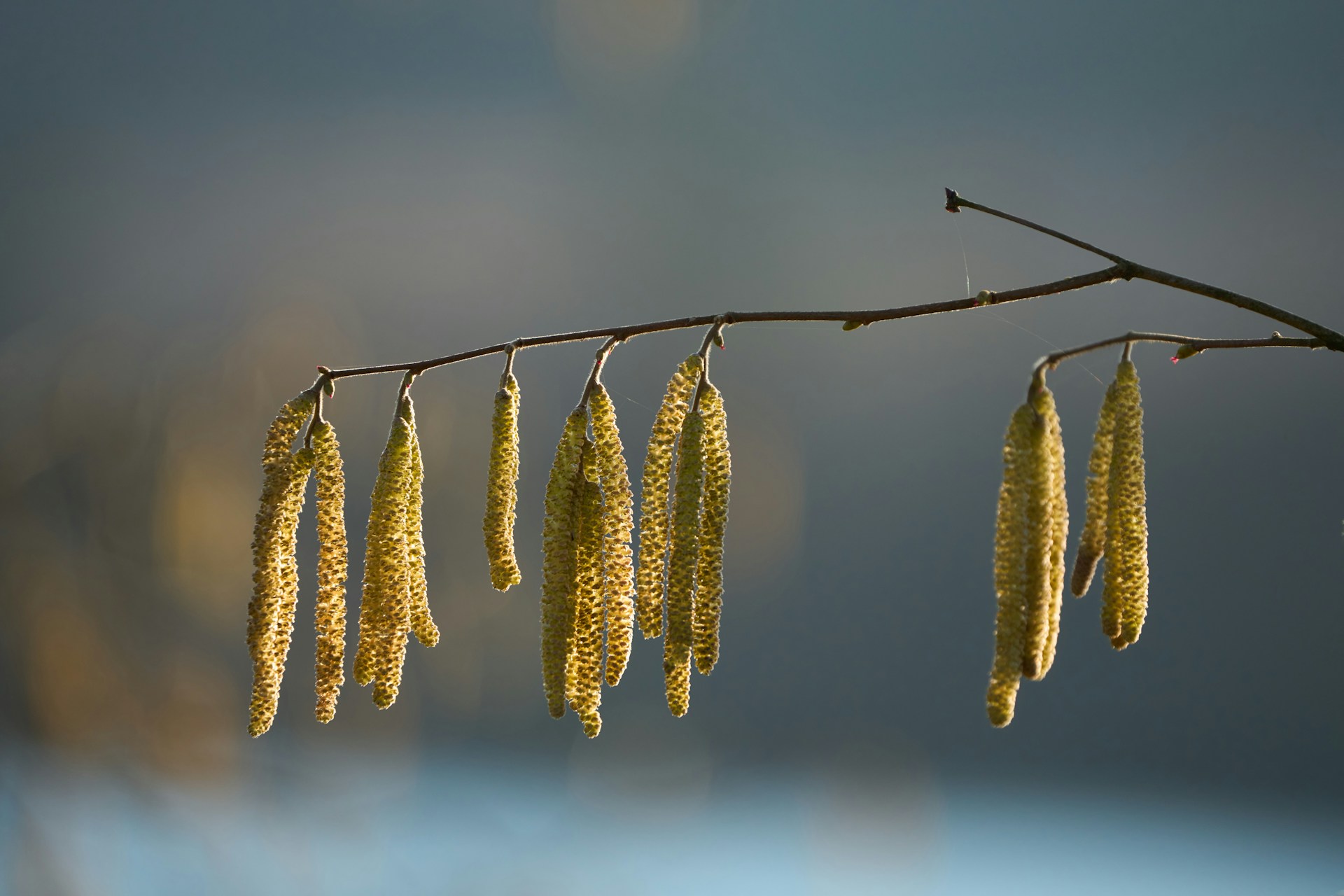 Siitepölykausi käynnistyi myös Lohjan korkeudella – lepän ja pähkinäpensaan vuoro alkoi