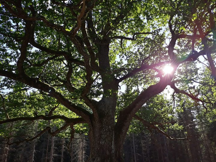 Åkärrin korpi- ja lettoalueille tukea ennallistamiseen Lohjalla