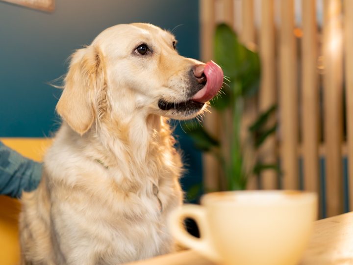 Lohjan menovinkit 18.4.2026: Pusulan salikilpailut, Tytyri, Salainen puutarha ja OJAMOSH 2 – 10 poimintaa