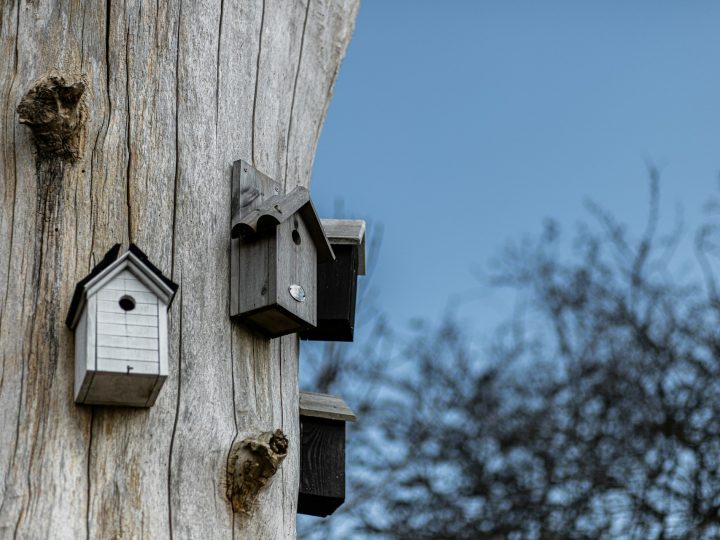 Lohjan pihoissa ehtii vielä auttaa kololintuja – kevään pönttötalkoot ovat edelleen ajankohtaisia