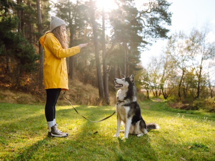 Lohjan menovinkit 13.4.2026: Katupappila, Kässän talon avoin konsertti, Kino Vaakuna ja koirakurssi – 9 poimintaa