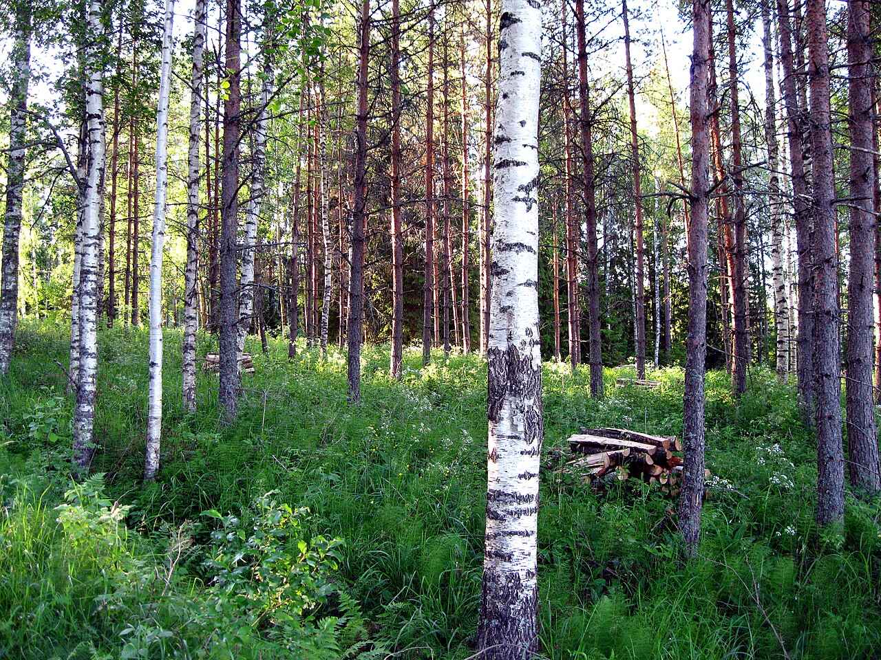 Metsäkeskustelu kiristyi valtakunnassa – Lohjalla aihe koskee myös rantoja ja virkistystä