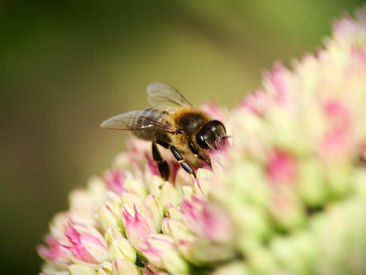 Pölyttäjien kato ei ole vain luontouutinen – se osuu myös ruokapöytään