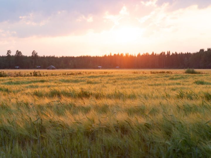 Etelä-Suomen pellot ovat nopean kasvun vaiheessa – Lohjan seudulla korostuvat seuranta ja veden riittävyys