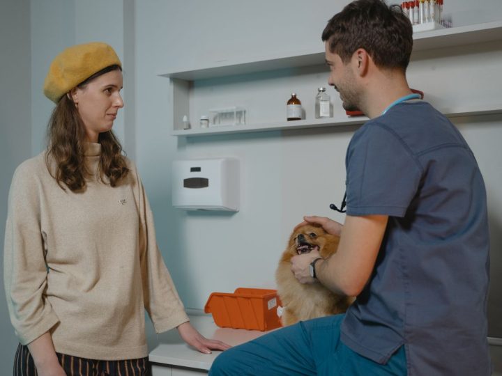 Koiran siru ja rekisteri kuntoon – laiminlyönti voi muuttua kalliiksi