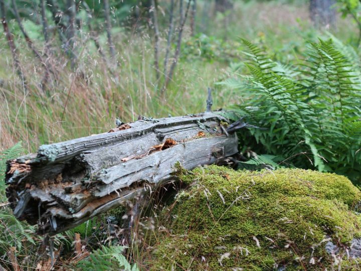 Uuvin retkeilypalkinto nostaa esiin vastuullisen lähiretkeilyn Uudellamaalla