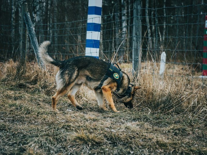 Rajavartiolaitokselle valmistellaan uusia keinoja vakavan rikollisuuden torjuntaan