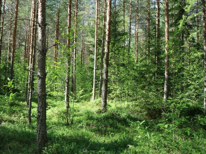 Maailman ylikulutuspäivä osui 30.7.2026 – myöhempi päivämäärä ei merkitse kulutuksen keventymistä