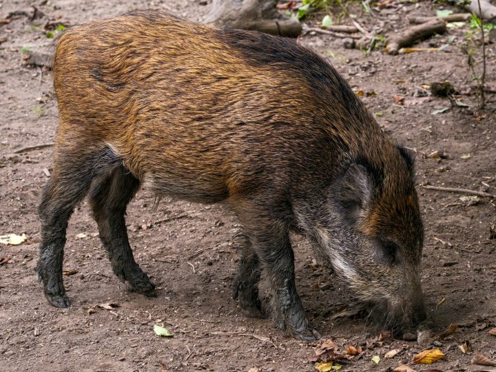 Suomen ensimmäiset sikaruttotapaukset todettiin luonnonvaraisissa villisioissa