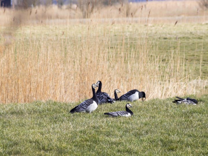 Valkoposkihanhien poikasia havaittiin aiempaa vähemmän