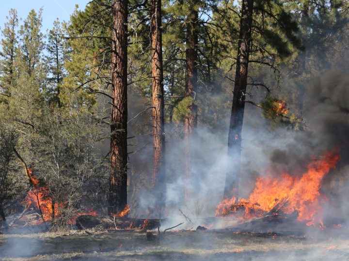 Sammutettu metsäpalo voi syttyä uudelleen