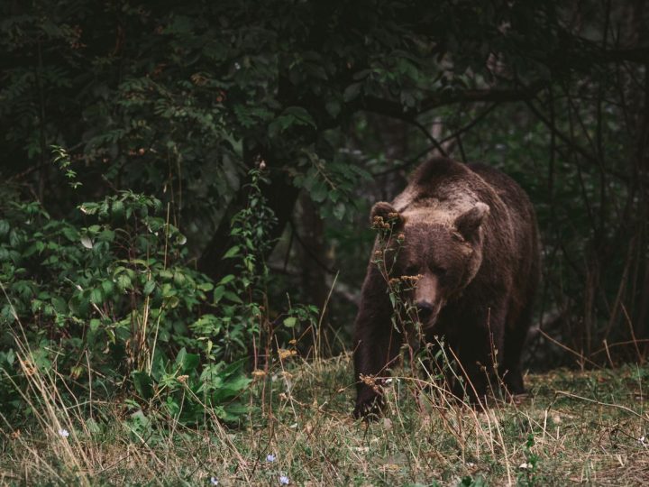 Karhukolari Virolahdella muistuttaa poikkeavasta turvaohjeesta