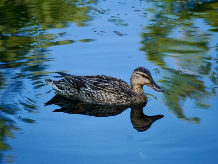 Vesilintujen metsästykseen vaaditaan malttia – lajintunnistus ratkaisee ennen laukausta
