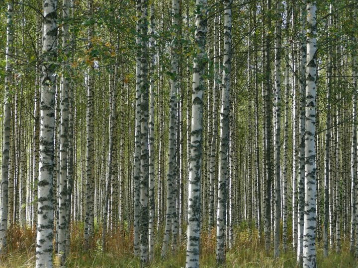 Vanhaa metsää ei tunnista pelkästä puiden iästä – tutkijat esittävät yhteiset kriteerit
