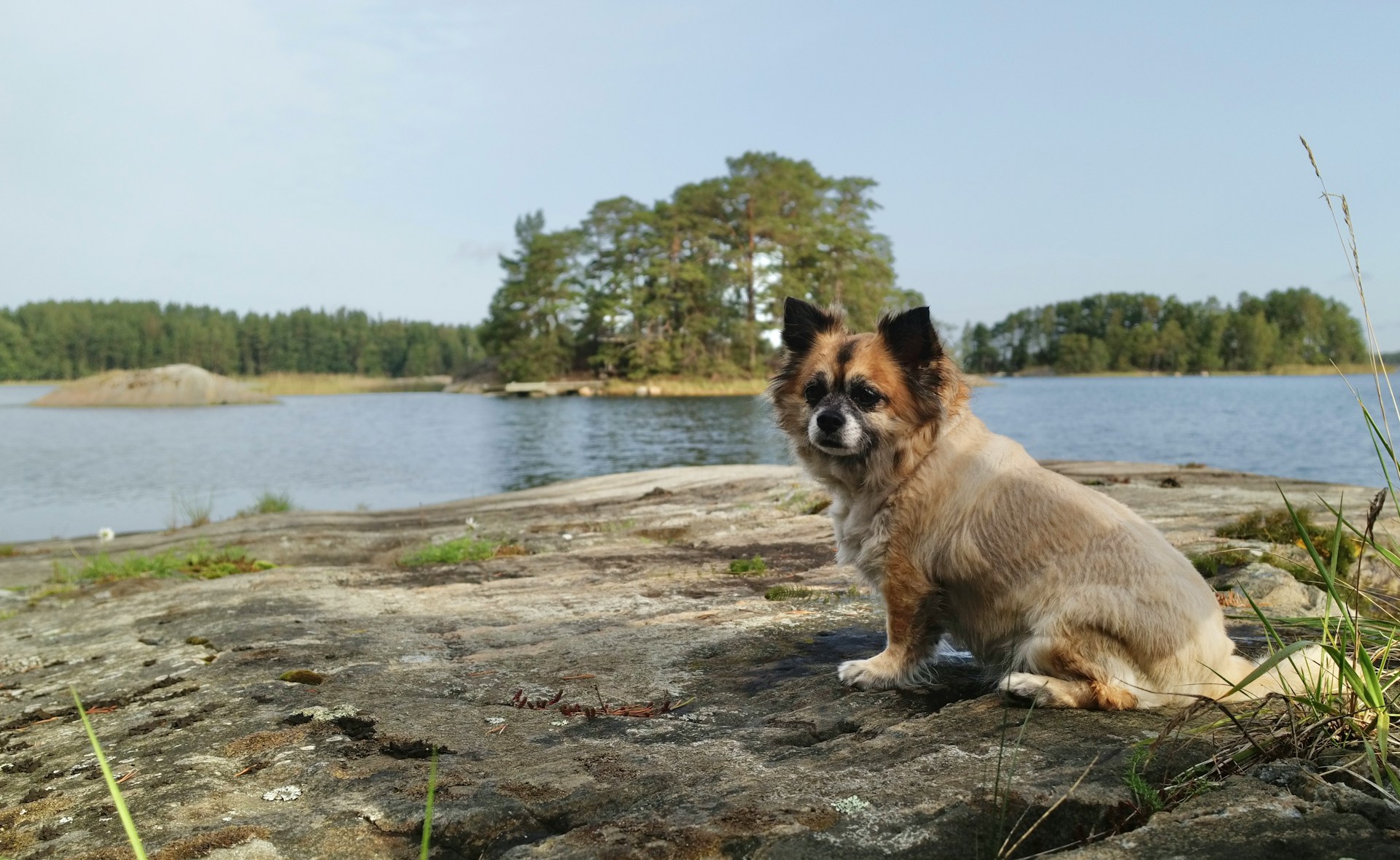 Hallitus esittää pidempiä eläintenpitokieltoja