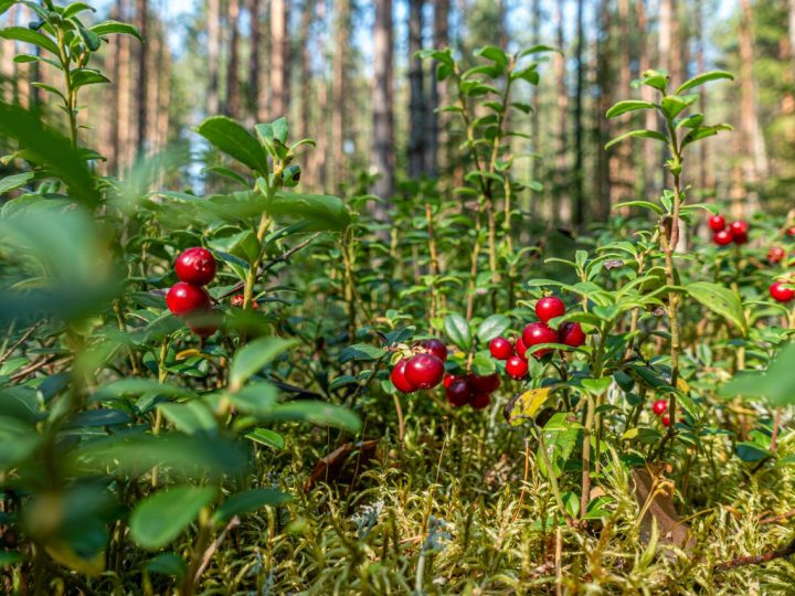 Puolukat kypsyivät hyvin ja poimintakaudesta voi tulla pitkä