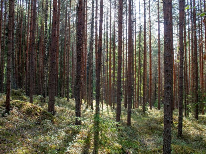 Tutkimus: Luontohaittojen hyvitys ei yksin takaa reilua suojelua