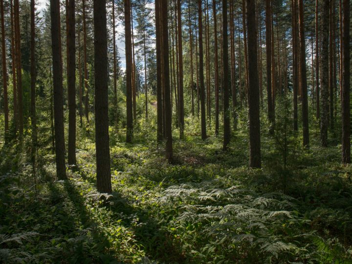 Tutkimus: Pienet suojelualueet eivät yksin turvaa pohjoisia lintulajeja