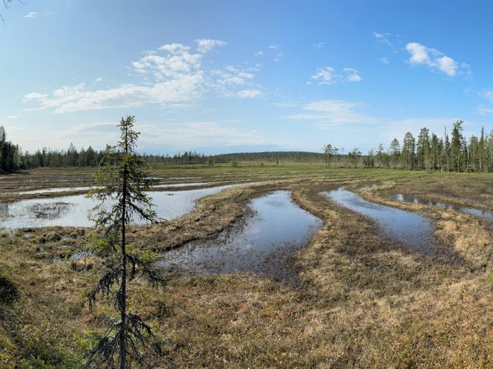 Ojien tukkiminen nosti vedenpintaa myös muualla suolla