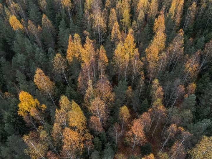 Laserkeilaus paljasti puiden erot rasituksen sietämisessä