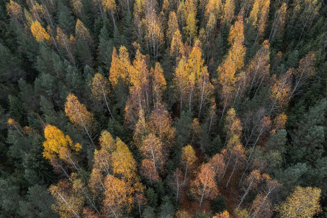 Laserkeilaus paljasti puiden erot rasituksen sietämisessä