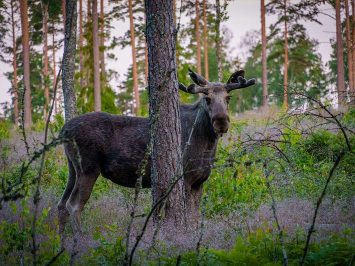 Hirvikolarien riski kasvaa syksyllä – metsästyskausi alkaa Etelä-Suomessa 10.10.2026